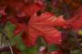 Acer platanoides Crimson King_06101 Klon pospolity